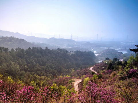 兰溪转轮岩景区山路紫荆花