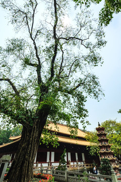 广州光孝寺菩提树