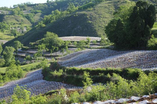 山区烟田