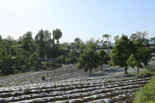 田园风光