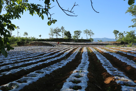 田园风光