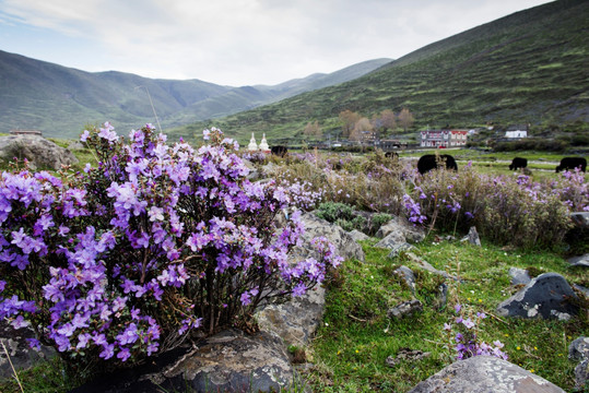 隐蕊杜鹃花