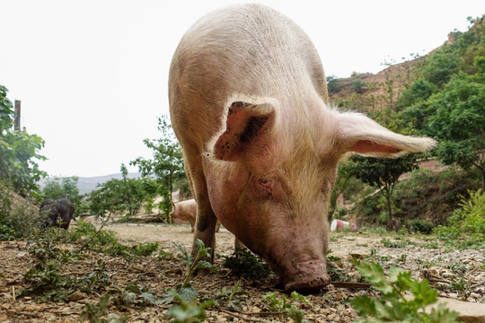 粮食喂养的生态猪