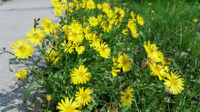 路边的黄色野花