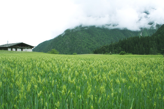 青稞地