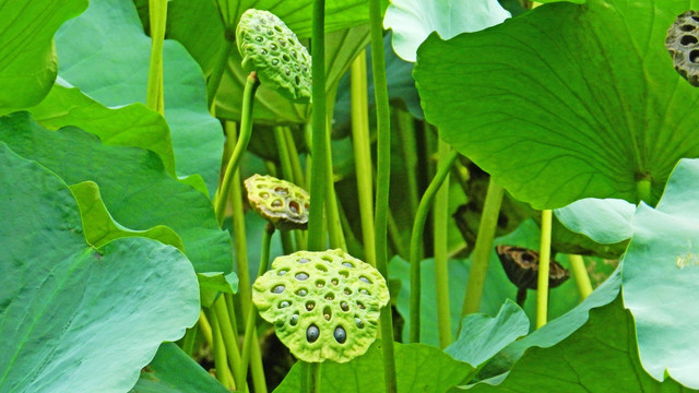 荷花高清