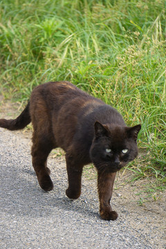 黑猫 野猫