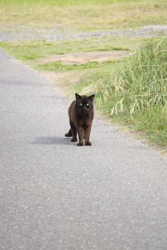 黑猫 野猫