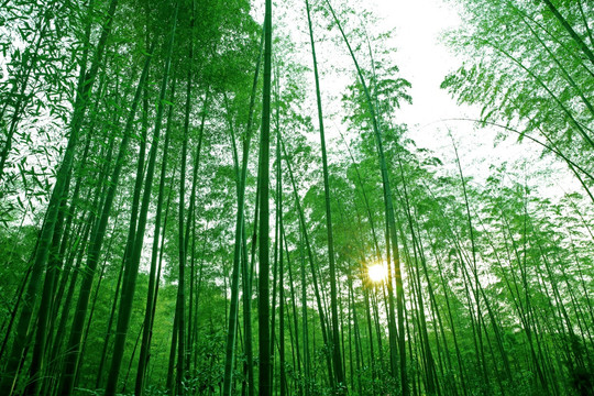 陽光竹林