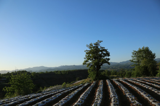 烟田风景