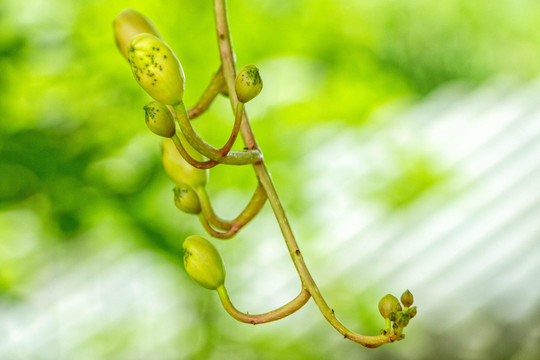 禾雀花