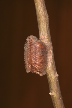 螳螂卵鞘