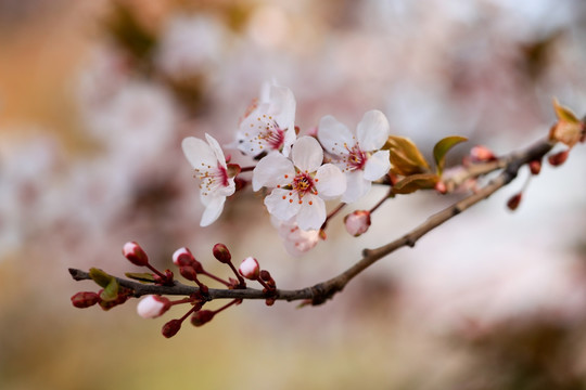 樱花 清新花卉