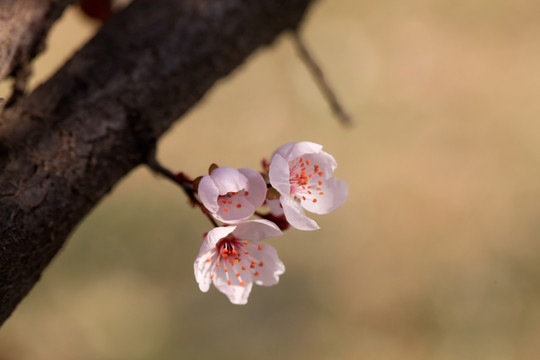 红叶李花