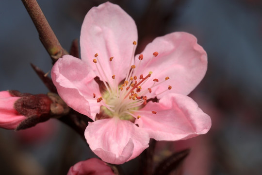 桃花 花蕊