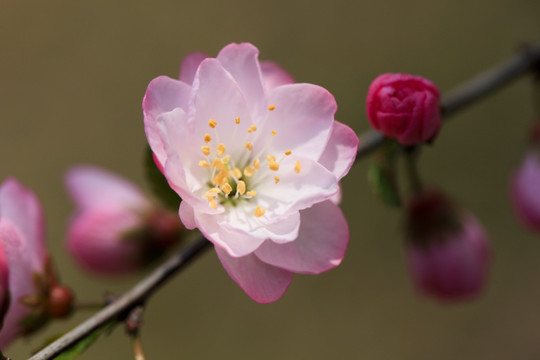 榆叶梅 红梅 梅花