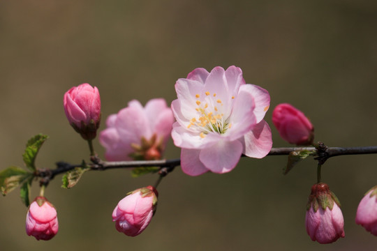 榆叶梅 红梅 梅花