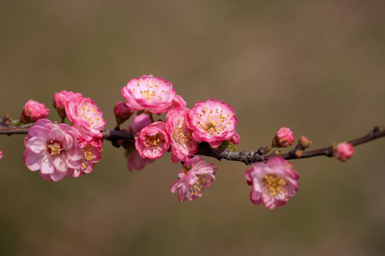 榆叶梅 红梅 梅花