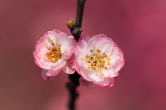 榆叶梅 红梅 梅花