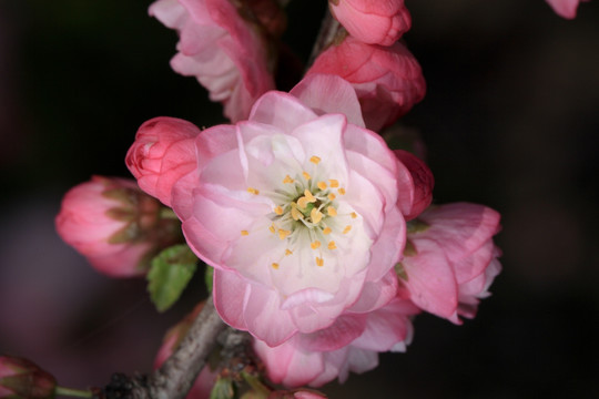 榆叶梅 红梅 梅花