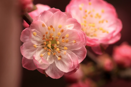 榆叶梅 红梅 梅花