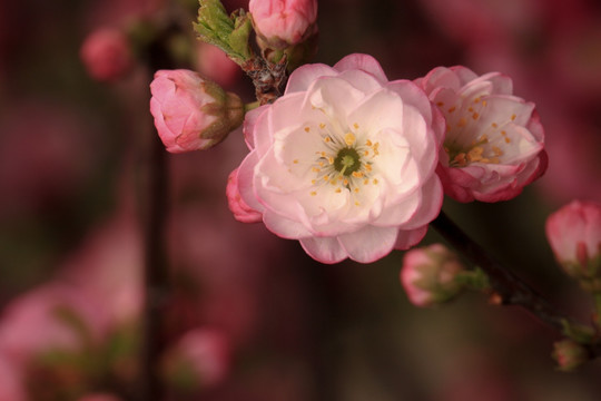 榆叶梅 红梅 梅花