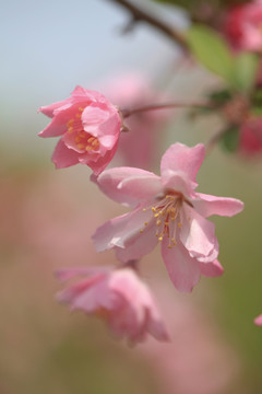 垂丝海棠 海棠花