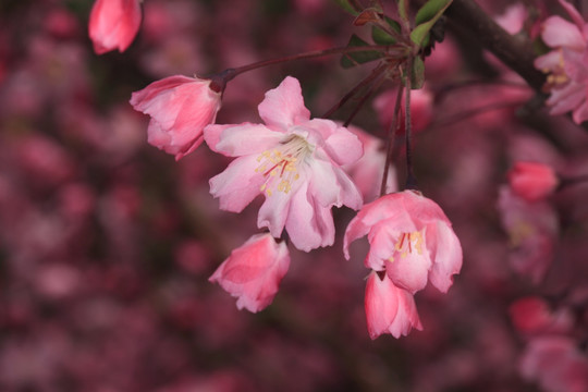 垂丝海棠 海棠花