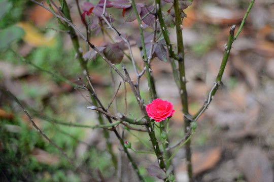 月季花