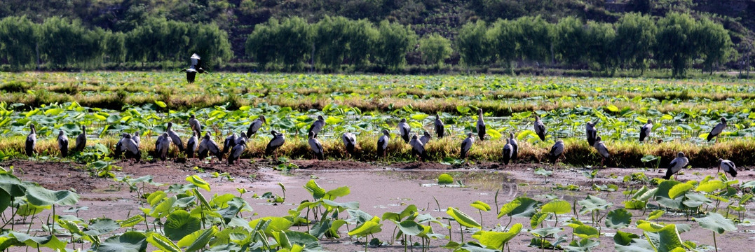 安龙招堤湿地公园 钳嘴鹳 候鸟