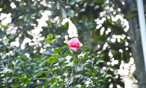 山茶花一朵