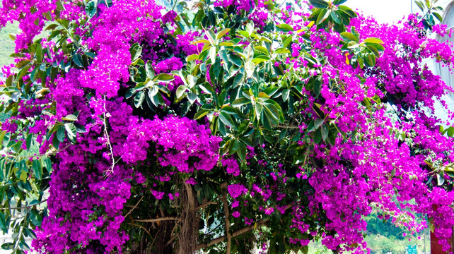 一丛花  花树