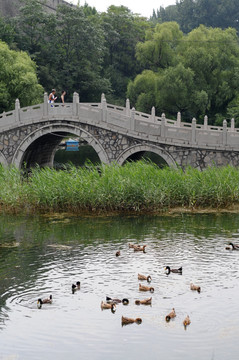 湿地公园 野鸭