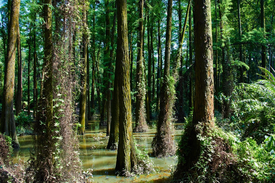 森林背景