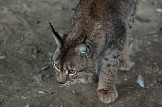 猞猁