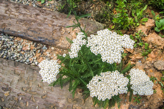 山花