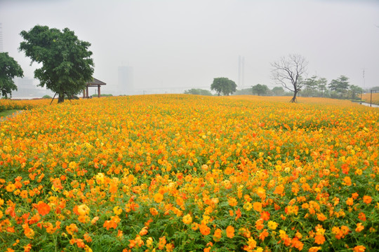 花海公园