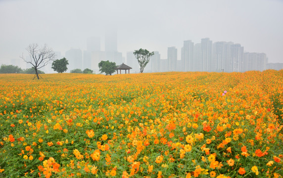 花海公园