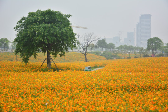 花海公园