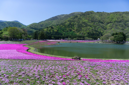 芝樱祭 芝樱节