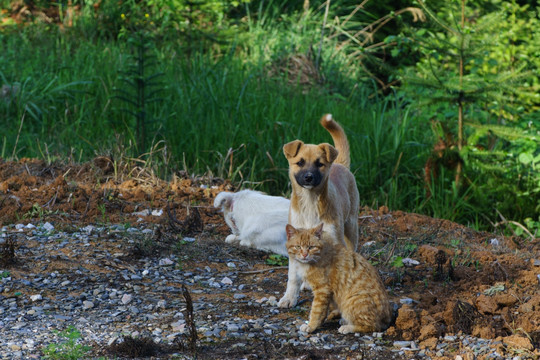 猫和狗