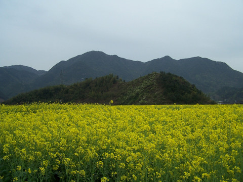 油菜花 油菜田 油菜花田 花海