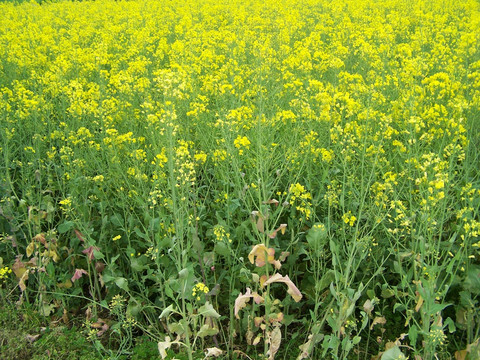 油菜花 油菜田 油菜花田 花海