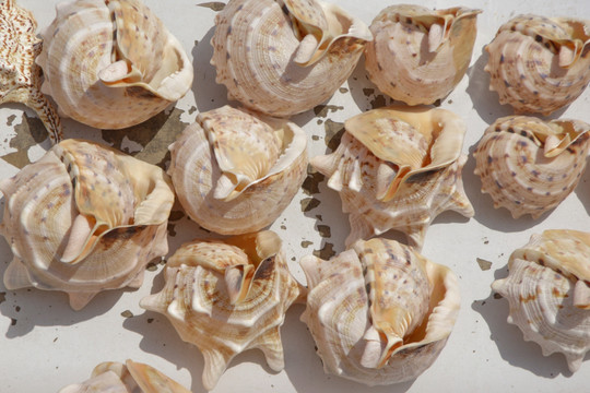 海螺壳 一堆海螺