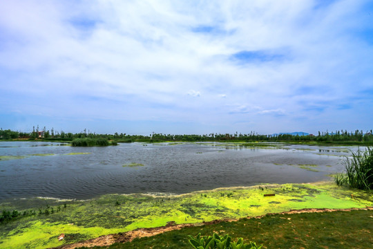 昆明斗南湿地公园