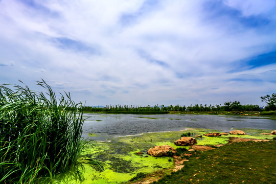 昆明斗南湿地公园