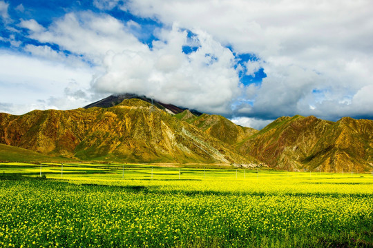 青藏公路油菜花