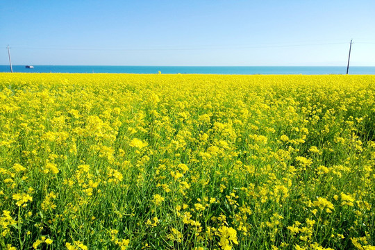 青海湖油菜花