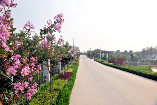 厂区绿化  厂区道路