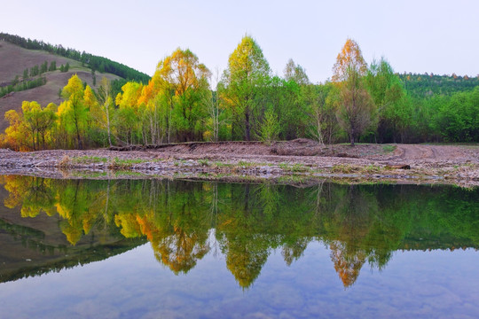 湖岸树林